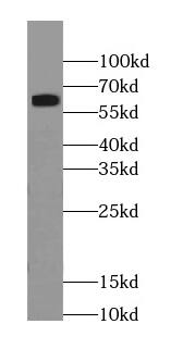 RABEP2 Antibody (2F7)