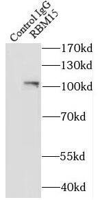 RBM15 Antibody (6B1)