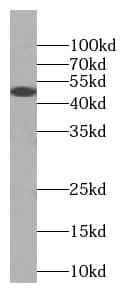 RISC Antibody (1C4)