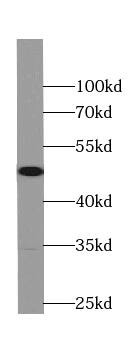 RPL3 Antibody (3F3)