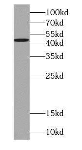 Septin-2 Antibody (8H4)