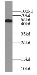 Septin-8 Antibody (9H10)