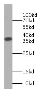 SGTA Antibody (9E10)