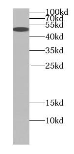 BAF57 Antibody (1G10)