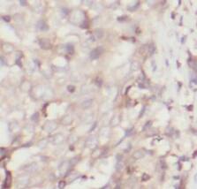 BAF57 Antibody (1G10)