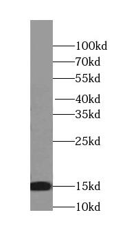 SNRPD2 Antibody (6B3)