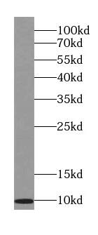 SRP9 Antibody (2D4)