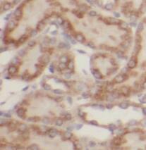 TEL2 Antibody (8B6)