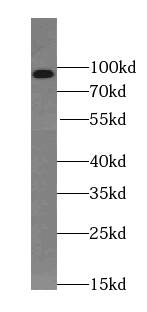 TEL2 Antibody (8B6)