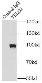 TEL2 Antibody (8B6)