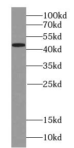 TIMM44 Antibody (0E2)
