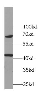 RNA polymerase I termination factor Antibody (7C4)