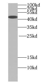 TTL Antibody (4B5)