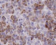 TTL Antibody (4B5)