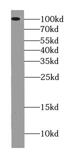 USP1 Antibody (8F7)