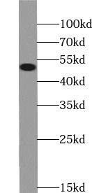 WTAP Antibody (9D4)