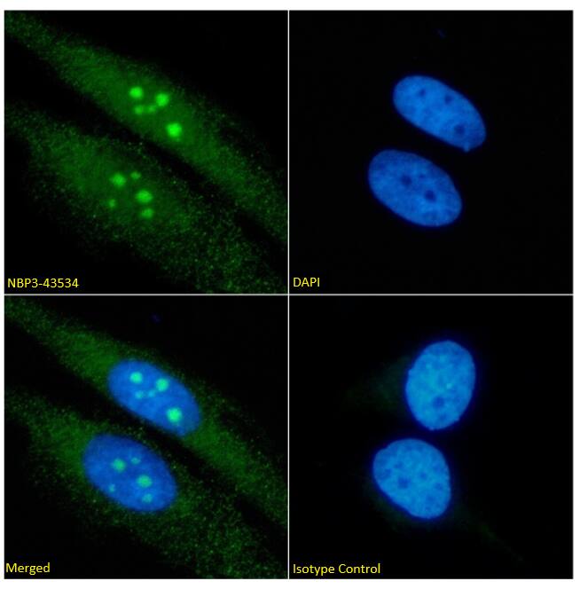 RRM2 Antibody (SAIC-30E-7) - BSA Free