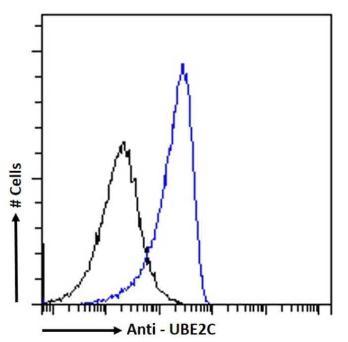 UbcH10/UBE2C Antibody (SAIC-41C-6) - Chimeric - BSA Free UbcH10/UBE2C Antibody (SAIC-41C-6) - Chimeric - BSA Free