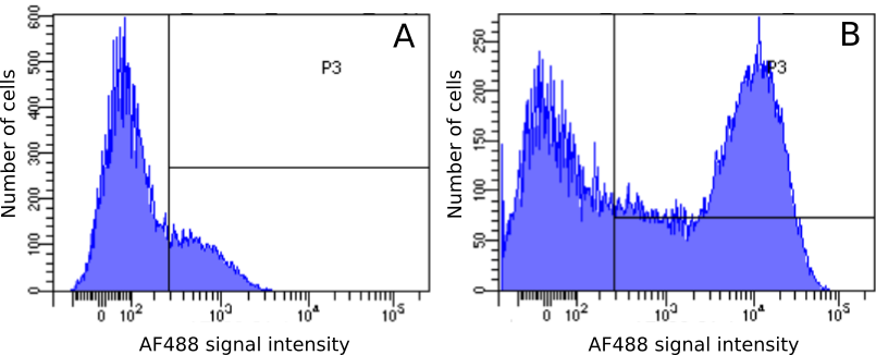 MHC Class II Antibody (OX-6) - BSA Free MHC Class II Antibody (OX-6) - BSA Free