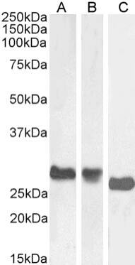 MHC Class II Antibody (OX-6) - BSA Free MHC Class II Antibody (OX-6) - BSA Free