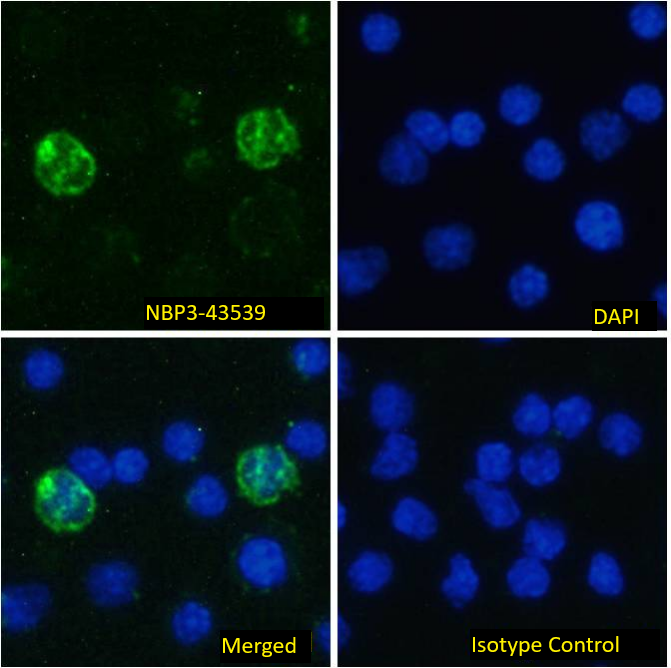 MHC Class II Antibody (OX-6) - Chimeric - BSA Free