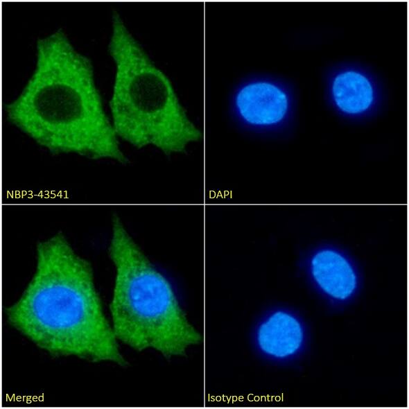 KCNK4 Antibody (13E9) - BSA Free KCNK4 Antibody (13E9) - BSA Free