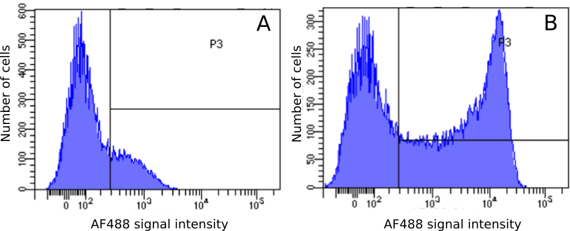 CD45RC Antibody (OX-22) - Chimeric - BSA Free