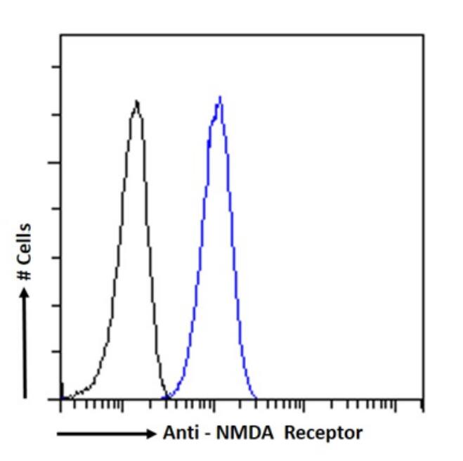 NMDAR2B Antibody (17) - BSA Free NMDAR2B Antibody (17) - BSA Free