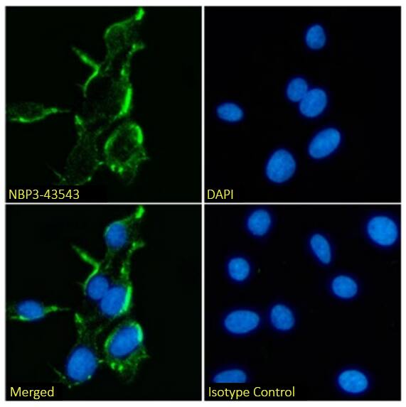 NMDAR2B Antibody (17) - BSA Free NMDAR2B Antibody (17) - BSA Free