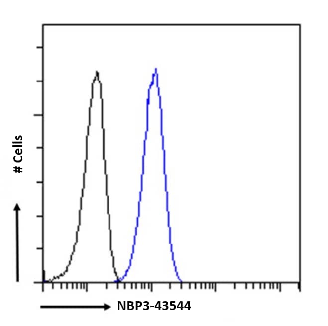 NMDAR2B Antibody (17) - Chimeric - BSA Free