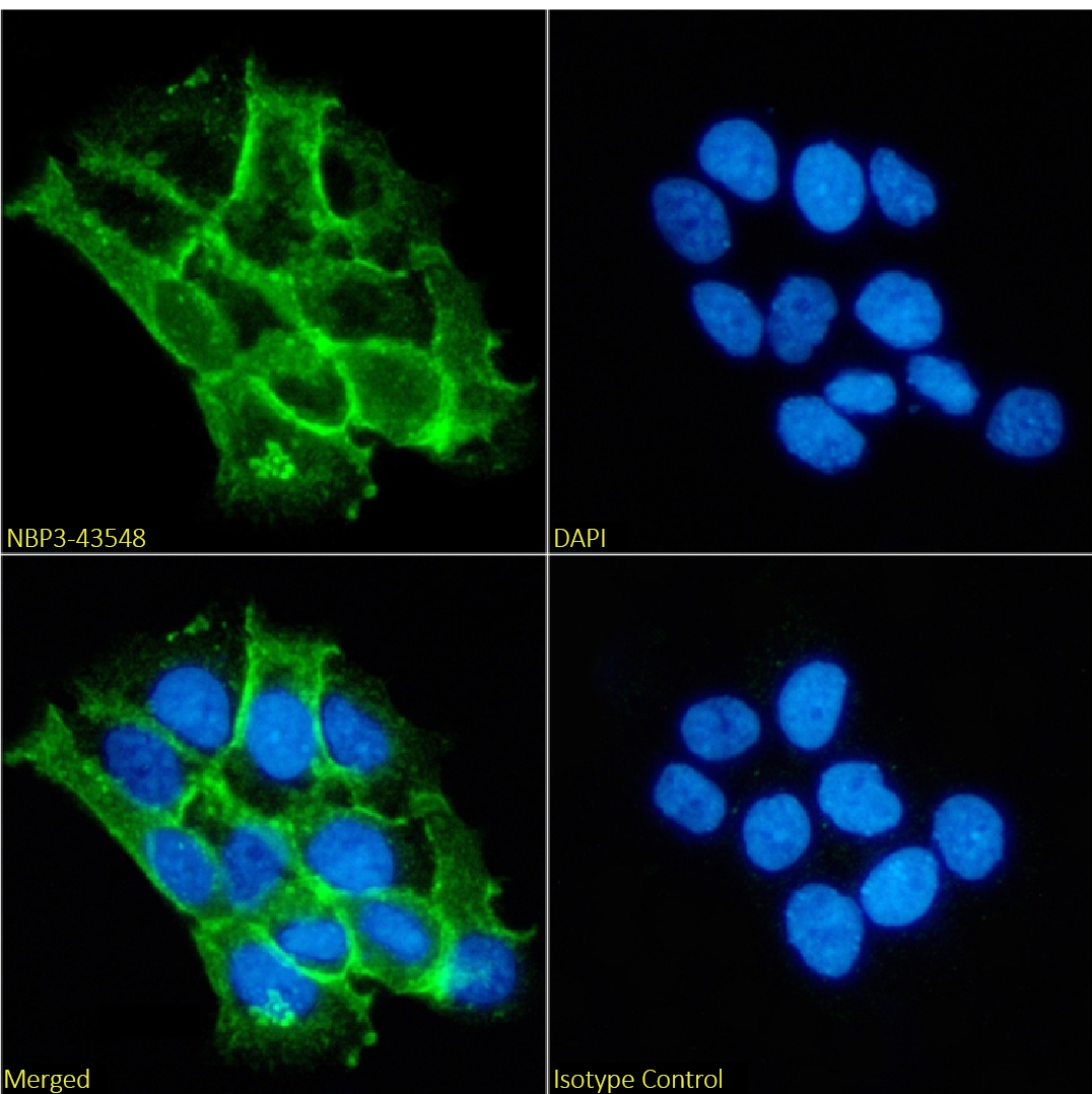 Catenin alpha 1 Antibody (1G5) - BSA Free Catenin alpha 1 Antibody (1G5) - BSA Free