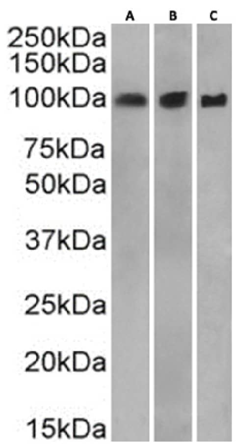 Catenin alpha 1 Antibody (1G5) - BSA Free Catenin alpha 1 Antibody (1G5) - BSA Free