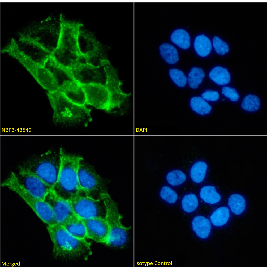 Catenin alpha 1 Antibody (1G5) - Chimeric - BSA Free