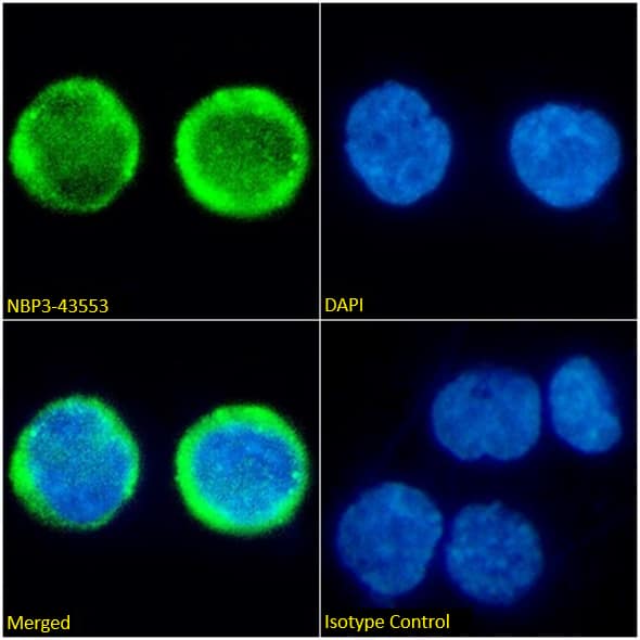 HLA A2 Antibody (BB7.2) - Chimeric - BSA Free