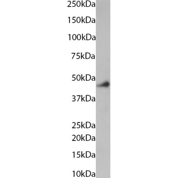 HLA A2 Antibody (BB7.2) - Chimeric - BSA Free