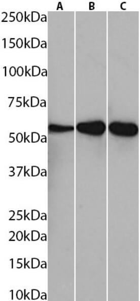 Fibrin beta-chain Antibody (59D8) - BSA Free Fibrin beta-chain Antibody (59D8) - BSA Free