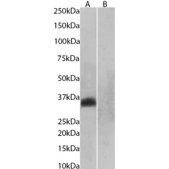 Aquaporin-4 Antibody (D15107) - Chimeric - BSA Free