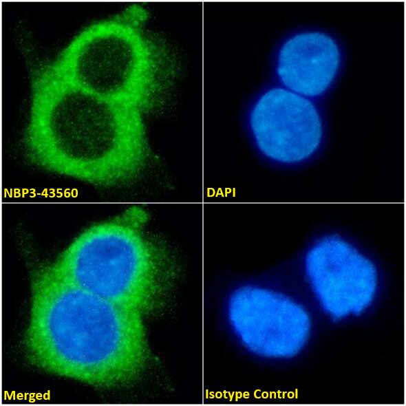 Aquaporin-4 Antibody (D15107) - Chimeric - BSA Free