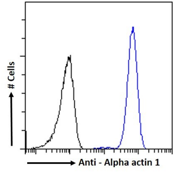 Actin (Muscle Specific) Antibody (3G8C7A6) - Chimeric - BSA Free Actin (Muscle Specific) Antibody (3G8C7A6) - Chimeric - BSA Free