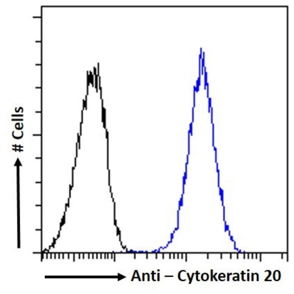 Cytokeratin 20 Antibody (10A2) - Chimeric - BSA Free Cytokeratin 20 Antibody (10A2) - Chimeric - BSA Free