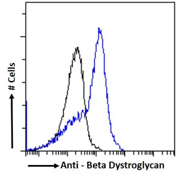 Beta Dystroglycan Antibody (P38G1) - Chimeric - BSA Free Beta Dystroglycan Antibody (P38G1) - Chimeric - BSA Free