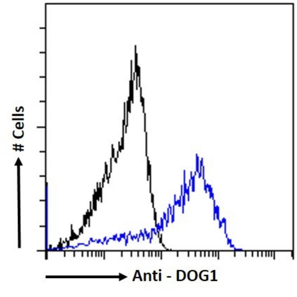 DOG1/TMEM16A Antibody (19F2) - Chimeric - BSA Free DOG1/TMEM16A Antibody (19F2) - Chimeric - BSA Free