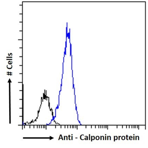 Calponin 2 Antibody (24H5) - Chimeric - BSA Free Calponin 2 Antibody (24H5) - Chimeric - BSA Free