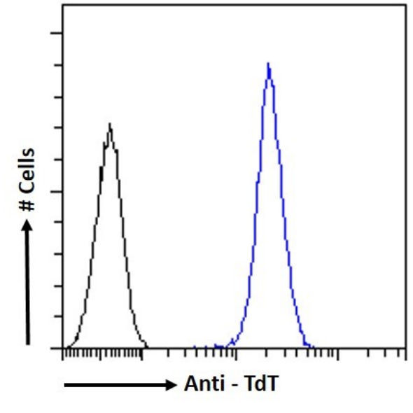 TdT Antibody (32D5) - Chimeric - BSA Free TdT Antibody (32D5) - Chimeric - BSA Free