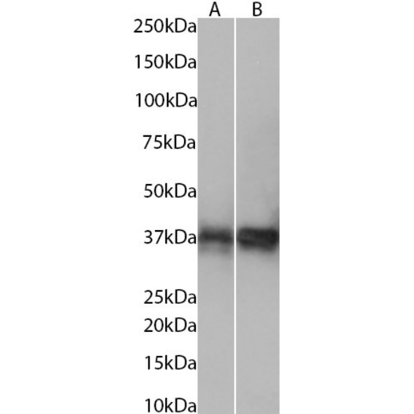 TRBC1 Antibody (38C2) - Chimeric - BSA Free