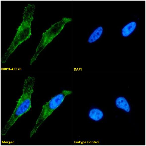 Integrin alpha 5 beta 1 Antibody (SG/19) - BSA Free