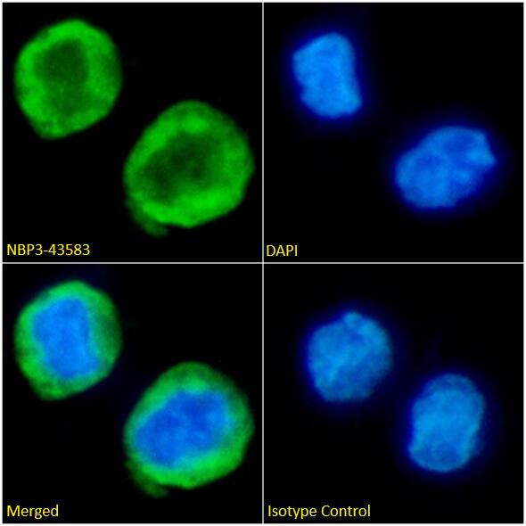 KRAS Antibody (D113) - Mutant - BSA Free
