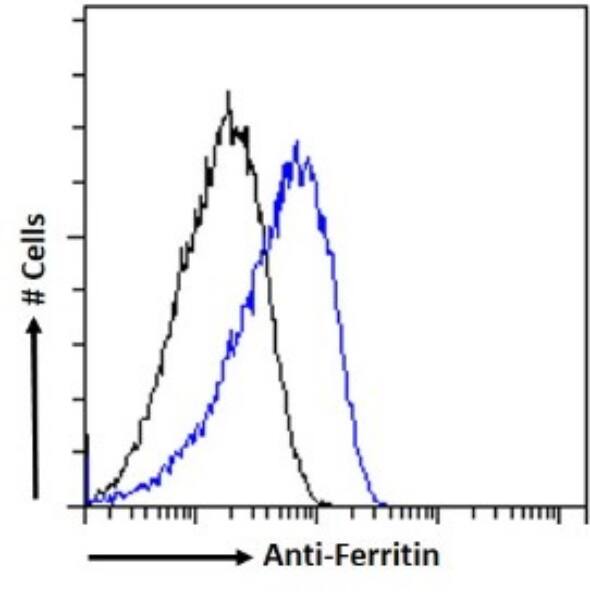 Ferritin mitochondrial Antibody (F11 (HSF102)) - BSA Free