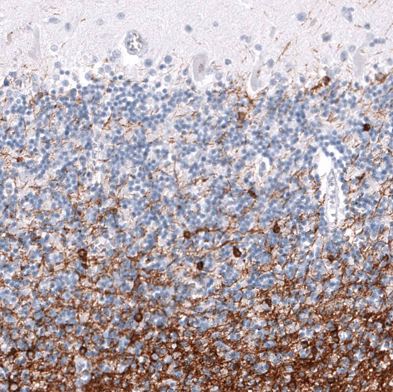 OPALIN Antibody (CL11142) [Unconjugated] Immunohistochemistry-Paraffin: OPALIN Antibody (CL11142) [NBP3-43641]