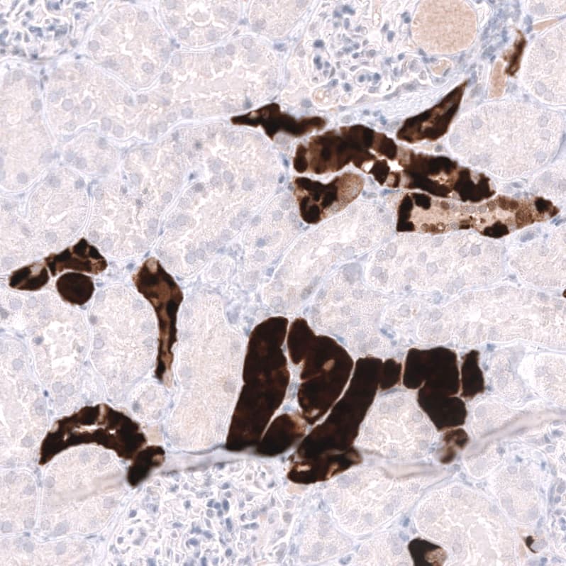 Parvalbumin Antibody (CL15072) [Unconjugated] Immunohistochemistry-Paraffin: Parvalbumin Antibody (CL15072) [NBP3-43650]